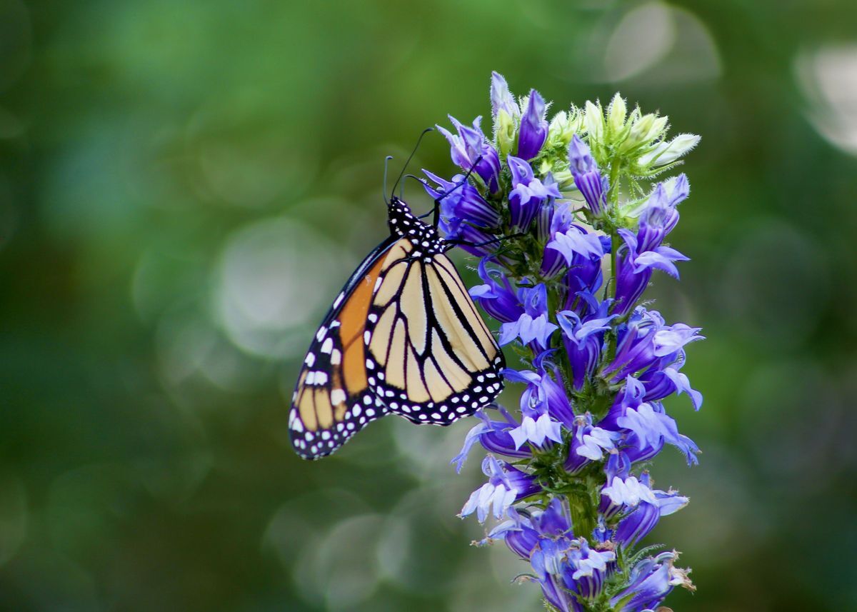 Monarch Butterfly by Betsy Staples