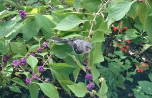 Best Plants for a Bird-Friendly Landscape