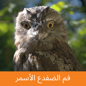 tawny frogmouth