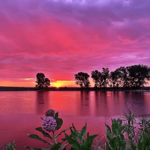 Pink Sunrise