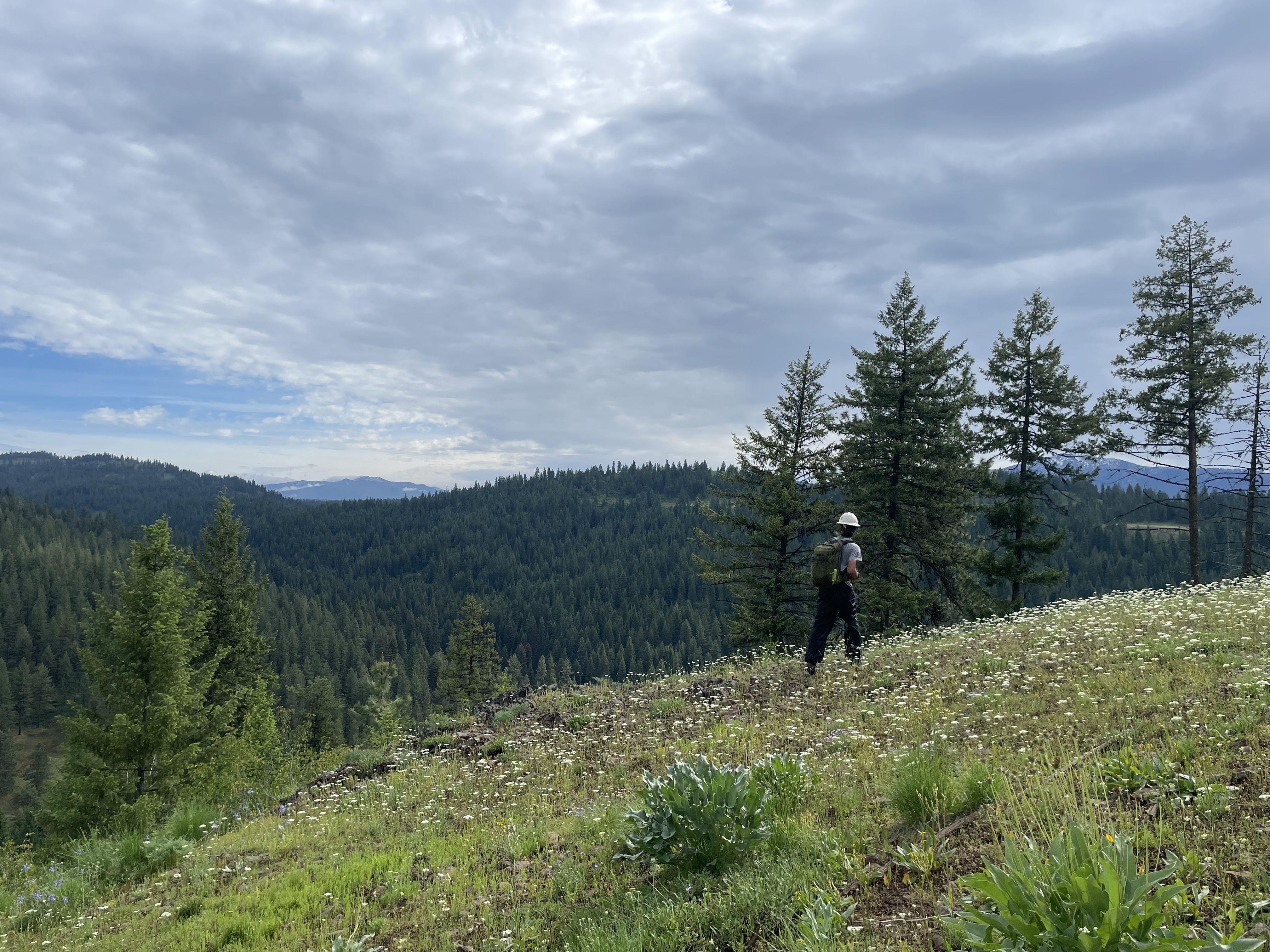 A crew member walks away from the camera in a field of white flowers, with mountains in the background.