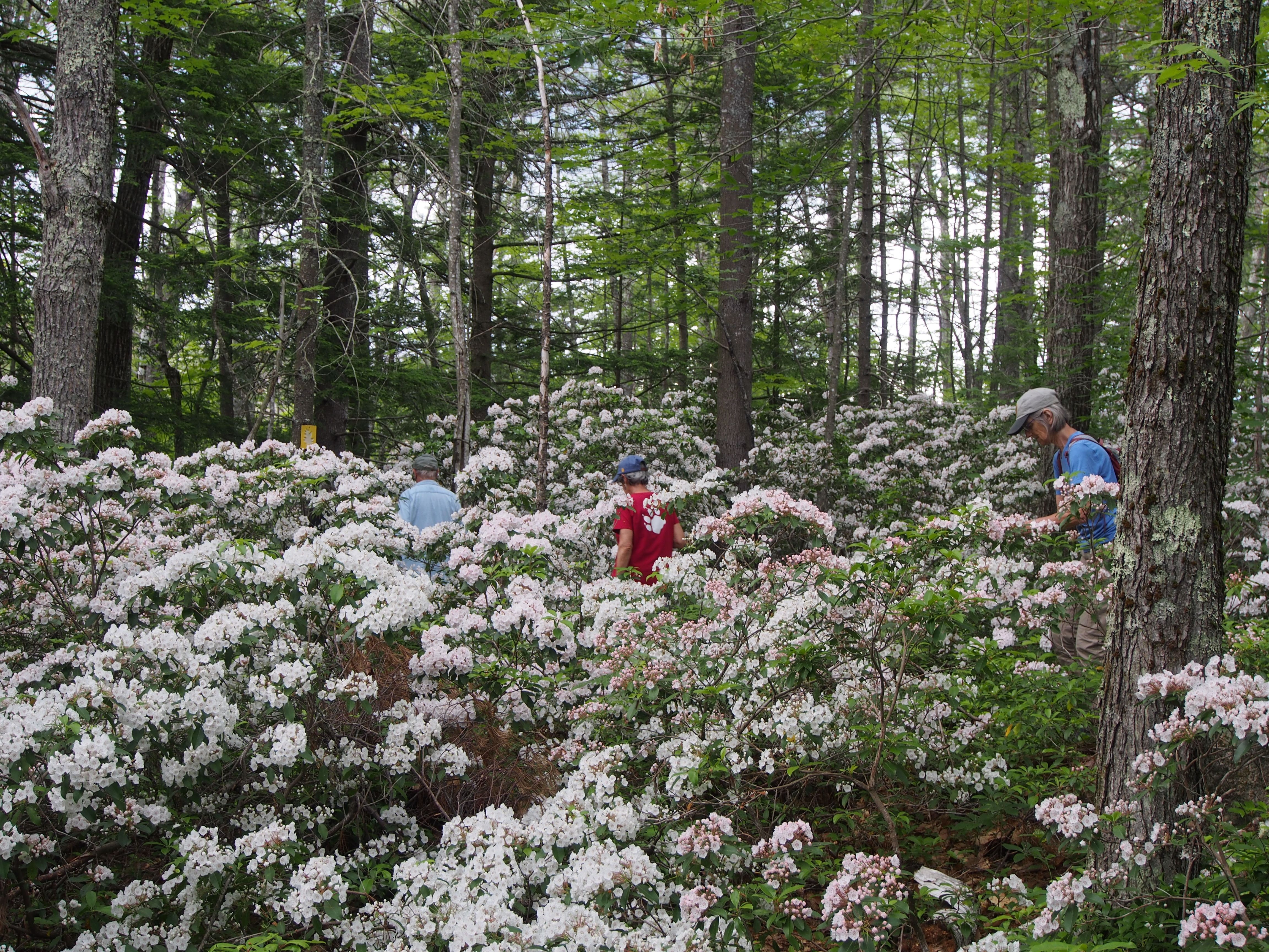 naturalist-led field trip to old cellar hole