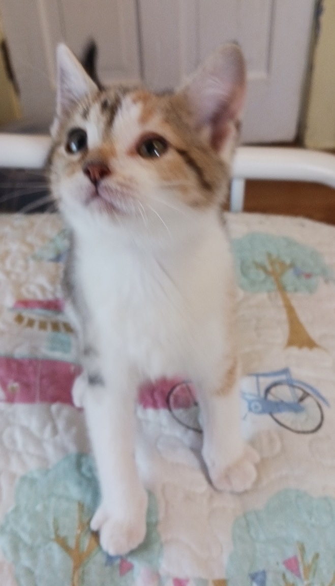 Abby