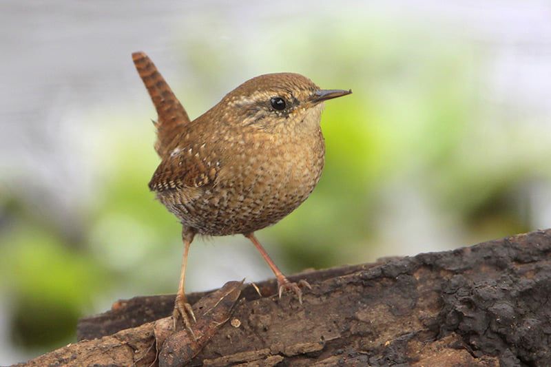 Winter Wren