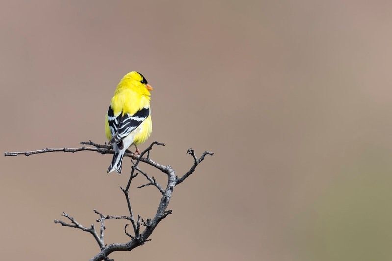 American Goldfinch