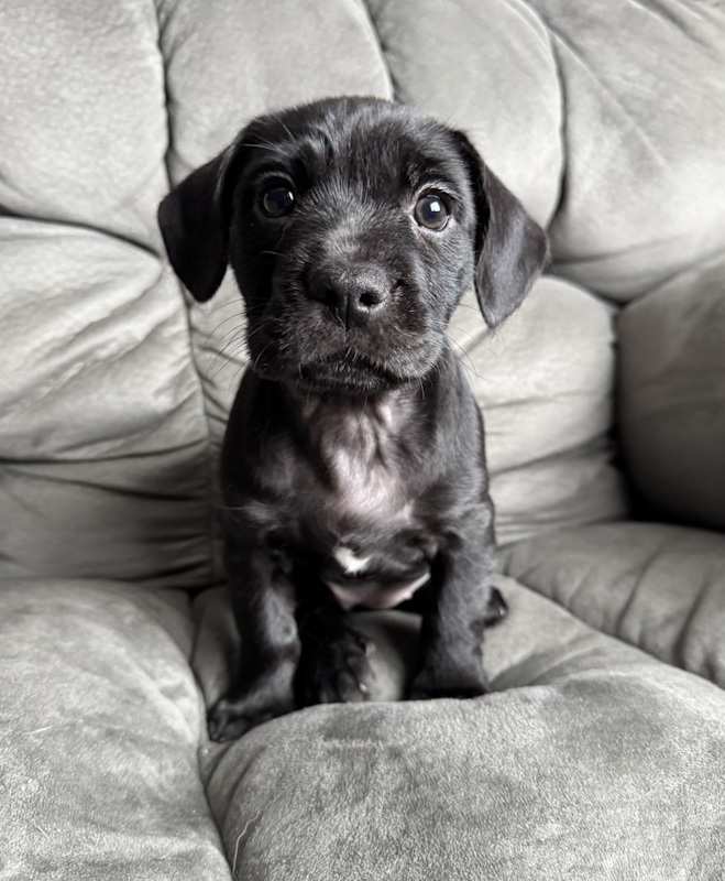 Buttercup - ADOPTION PENDING