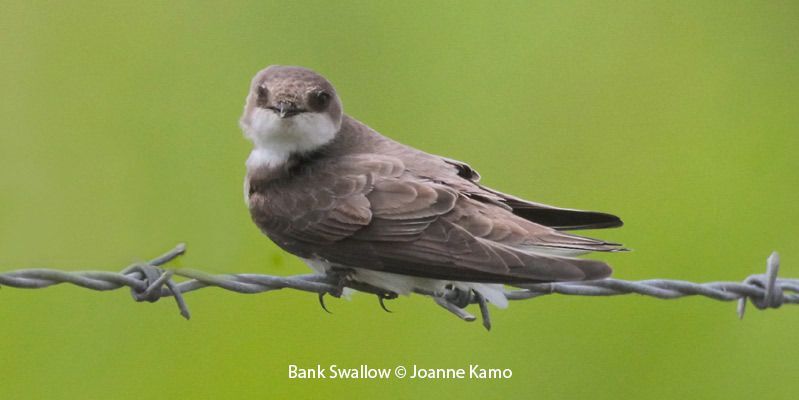 Bank Swallow in flight