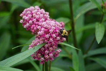 Bumble Bee on bright pink milkweed in the Rose Pollinator Discovery Garden