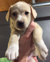 Leah - ADOPTED