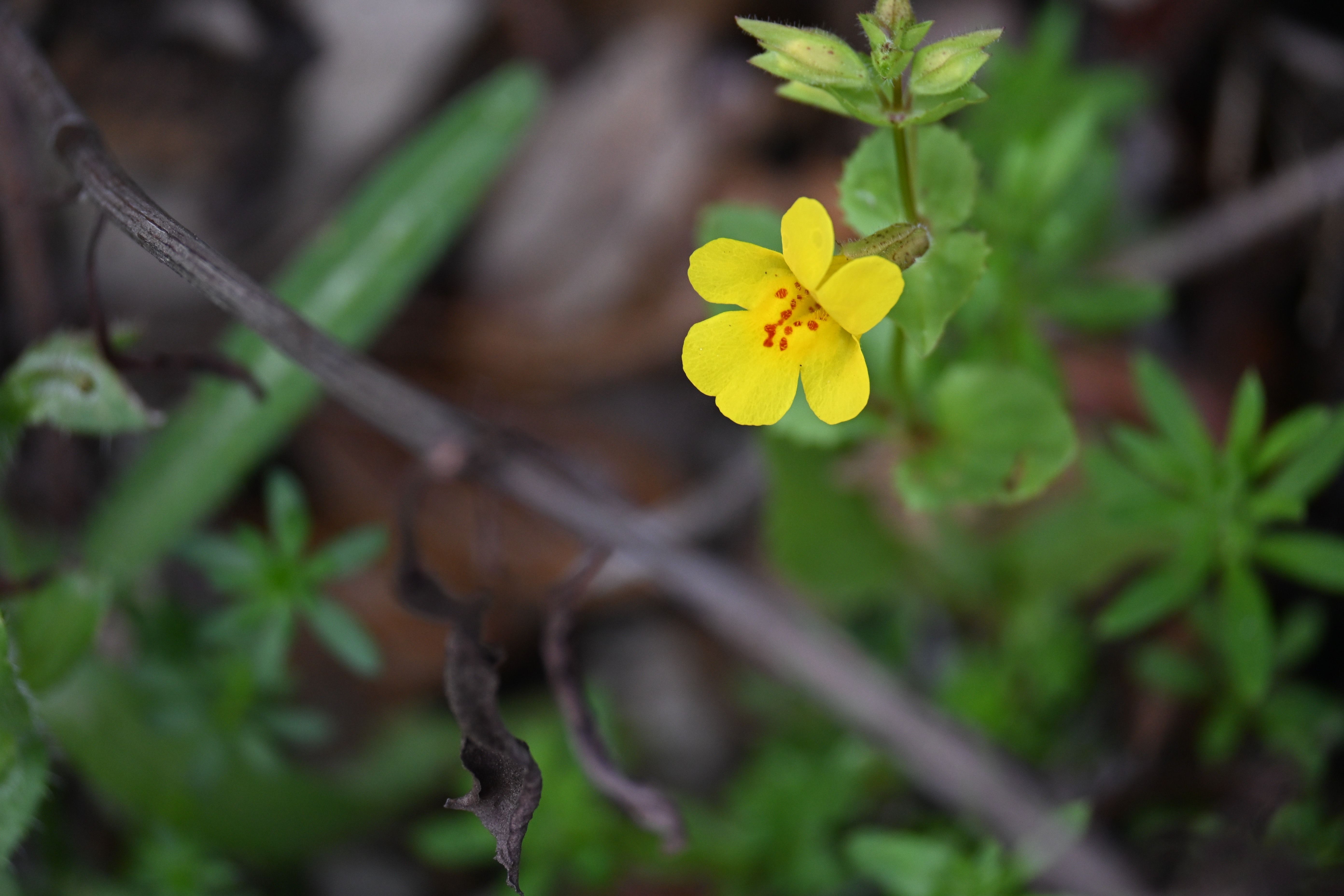 Native Seed Libraries