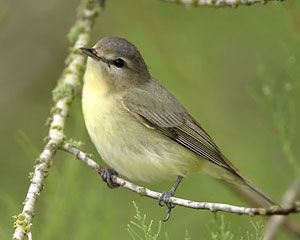 Warbling Vireo