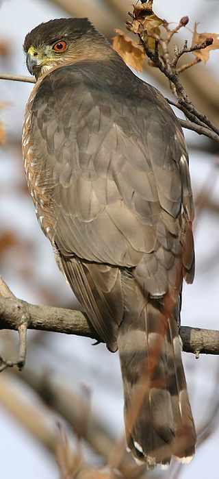 Adult Cooper's Hawk