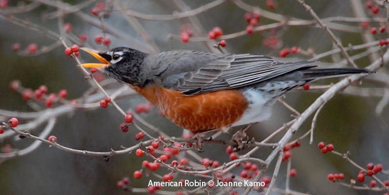 American Robin