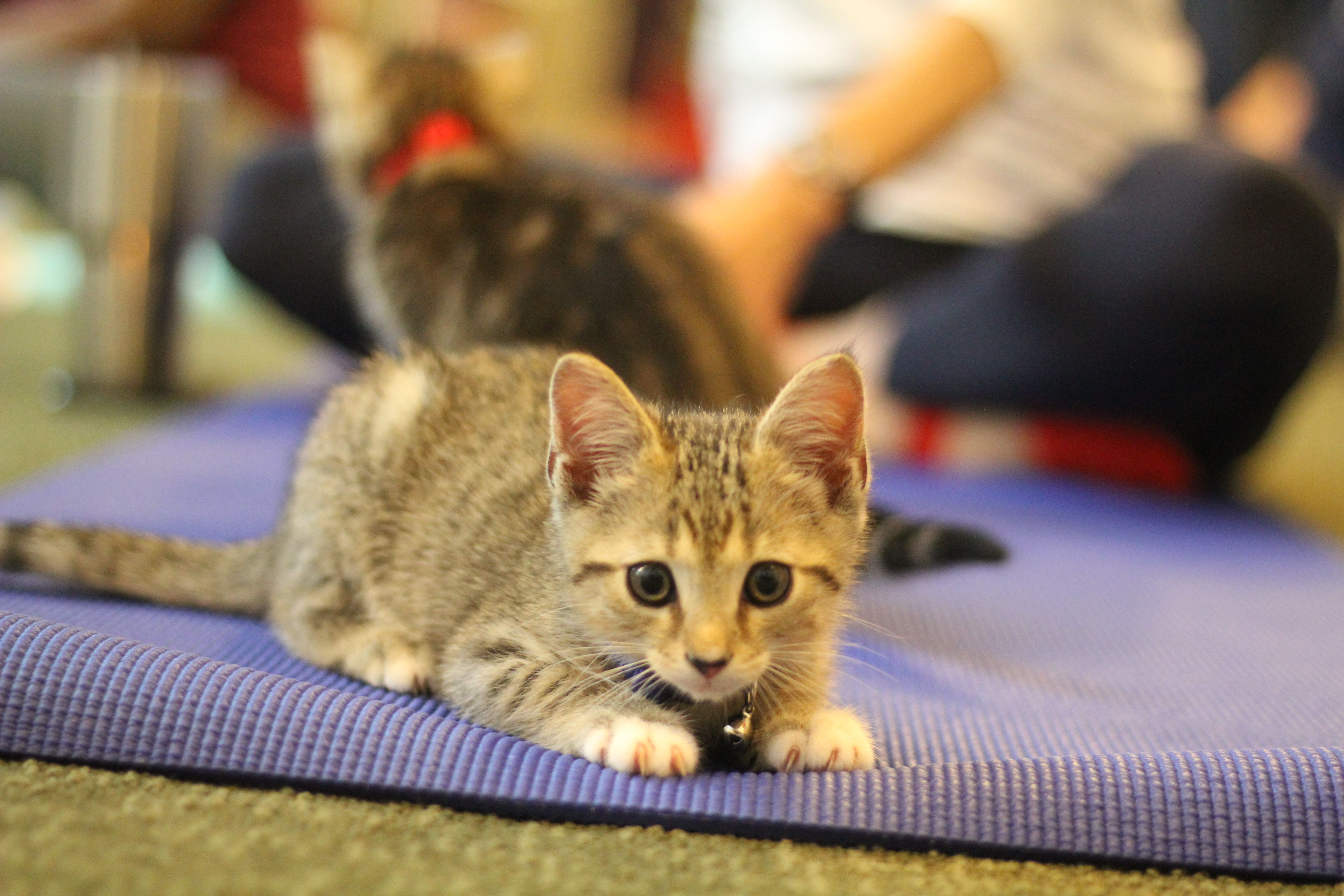 Kitten Yoga Fun!