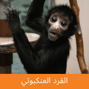 Spider Monkey