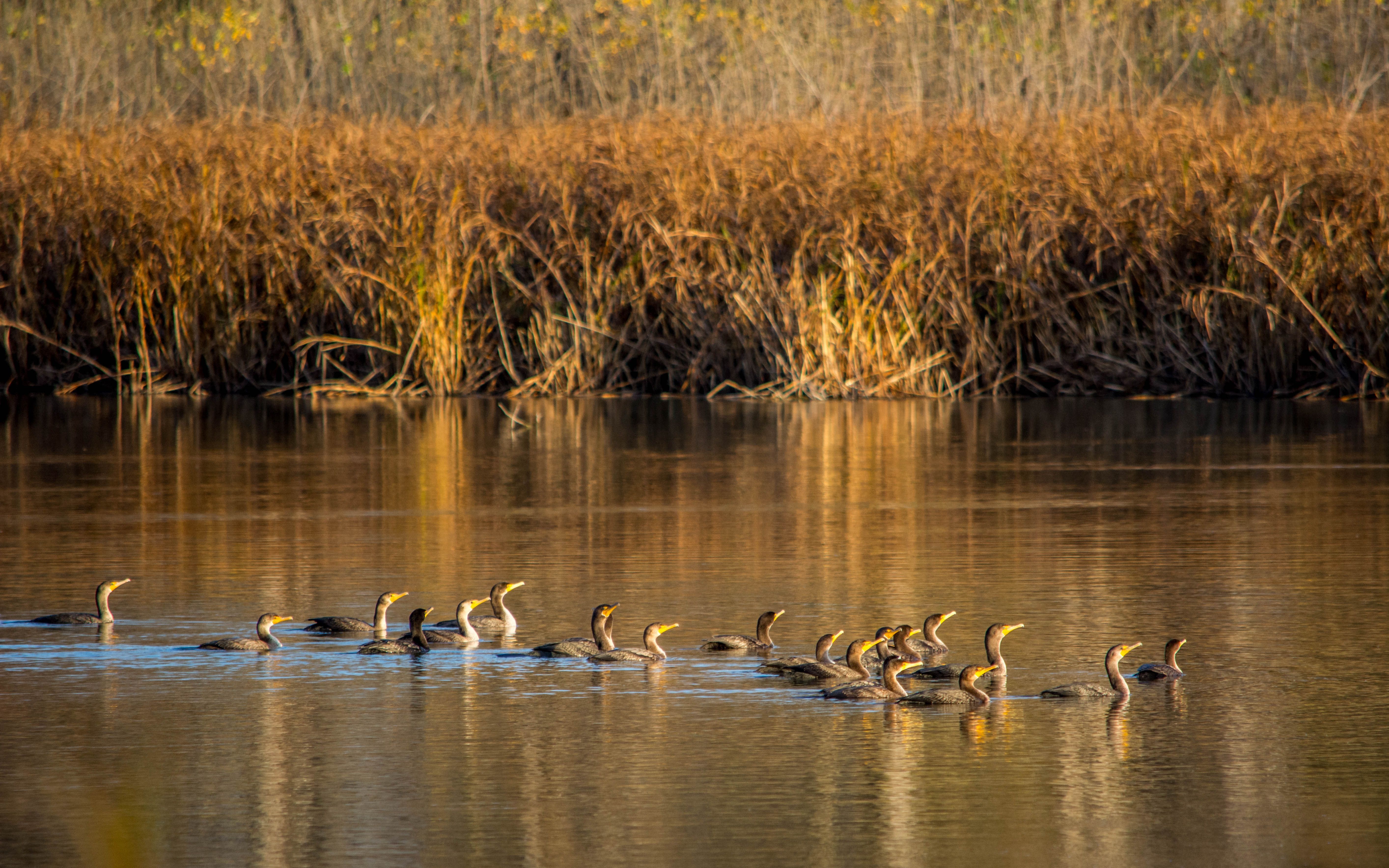 Bundle Up for Winter Birding Adventures with ASO