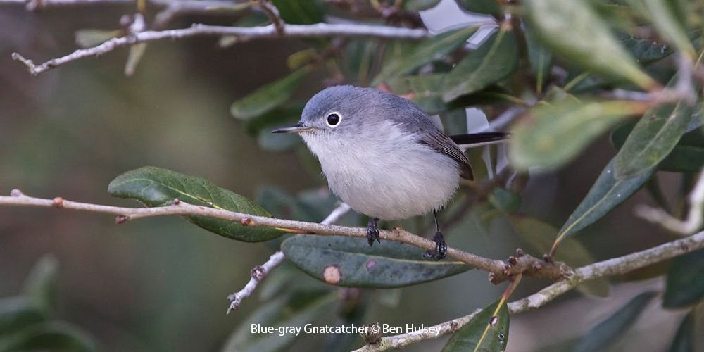 Blue-gray Gnatcatcher