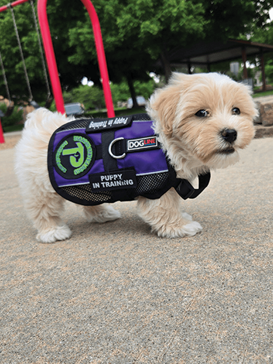 Puppy in training with vest on at playground