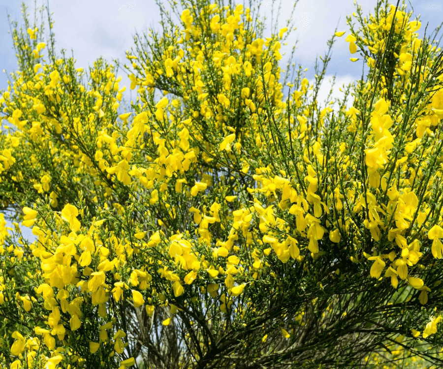 Scotchbroom