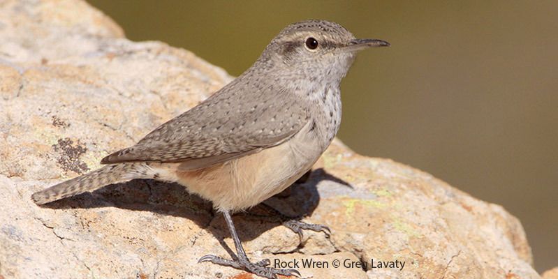 Rock Wren