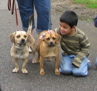 Boy with two dogs