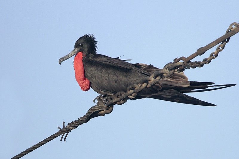 Magnificent Frigatebird Bird Gallery Houston Audubon