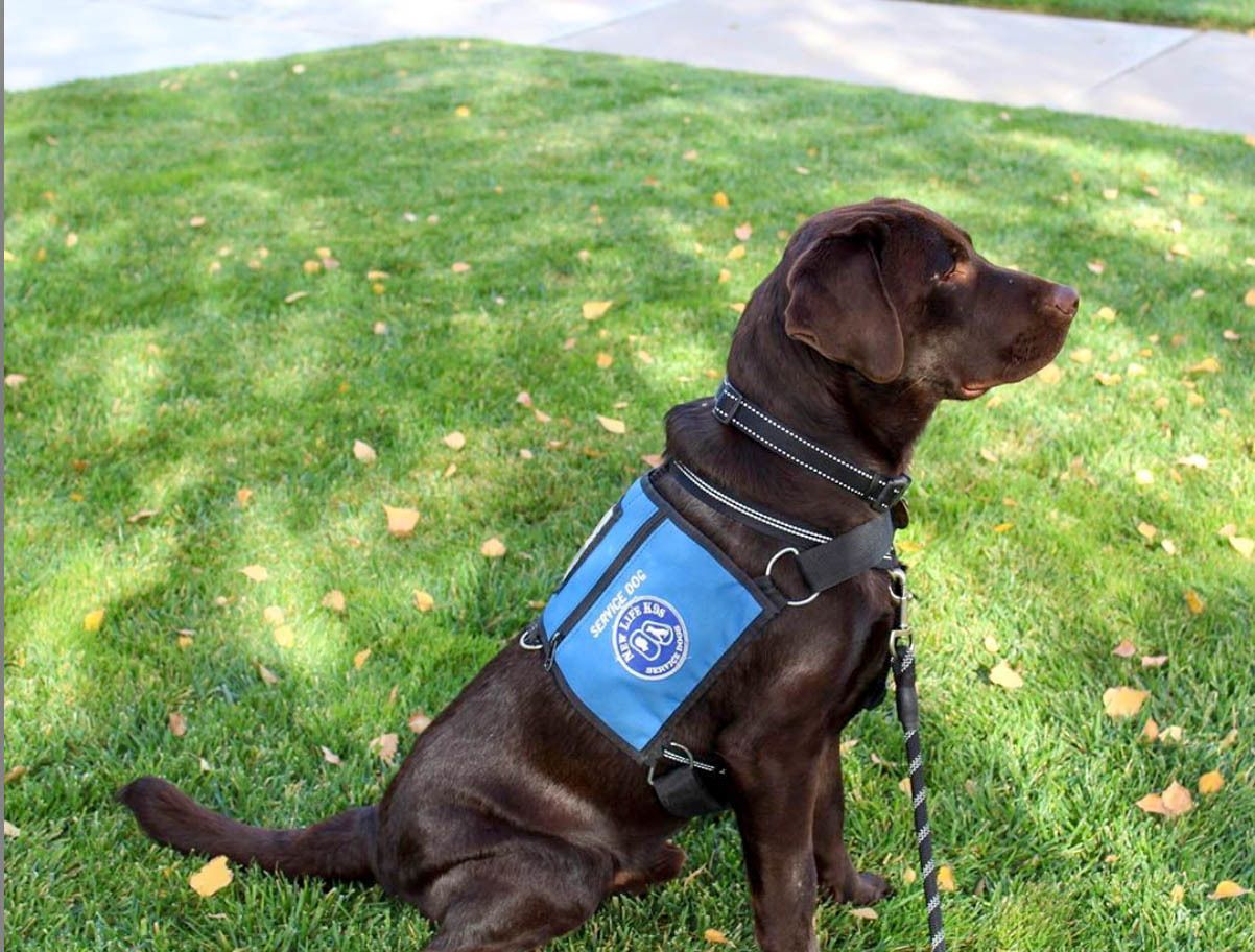 Psychiatric service store dog for anxiety