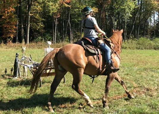 Training for Endurance - Equestrian Hub