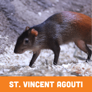 st. vincent agouti