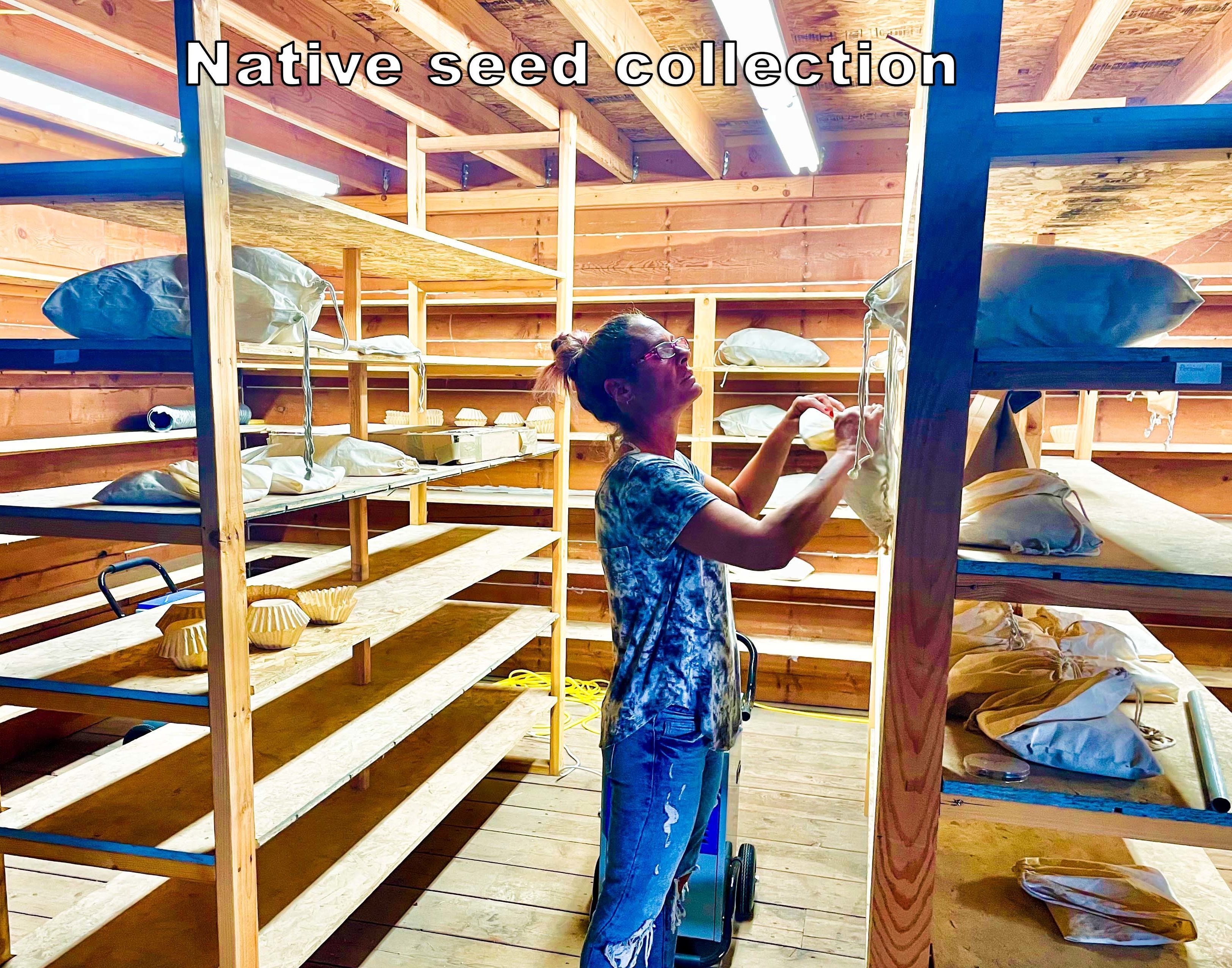Native seed collection