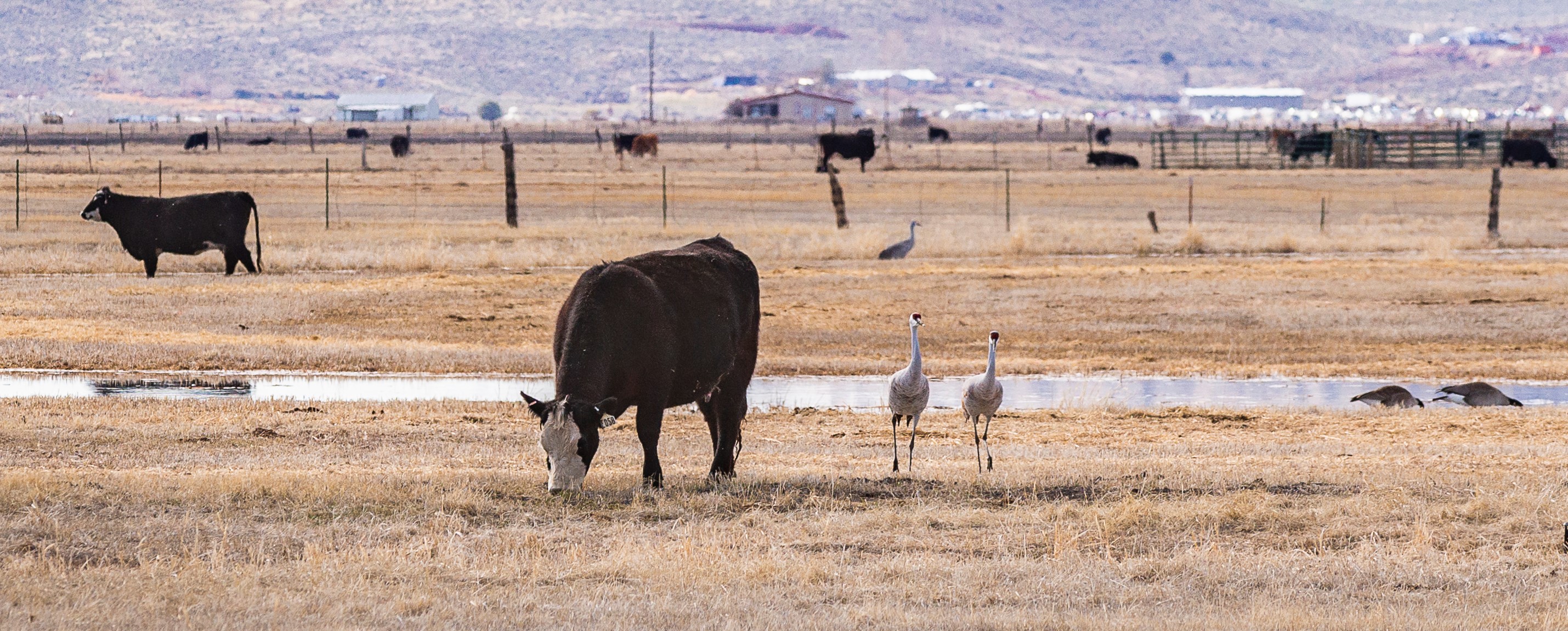 Harney Basin Wetlands Collaborative | High Desert Partnership