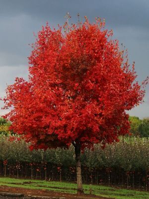 This is an image of a Caddo Sugar Maple with red autumn leaves.