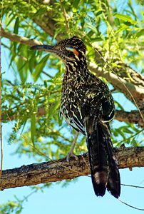 Greater Roadrunner