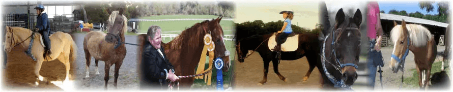 Our Horses Past Collage