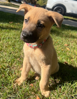Nala