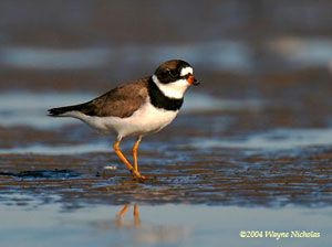 Semipalmated Plover