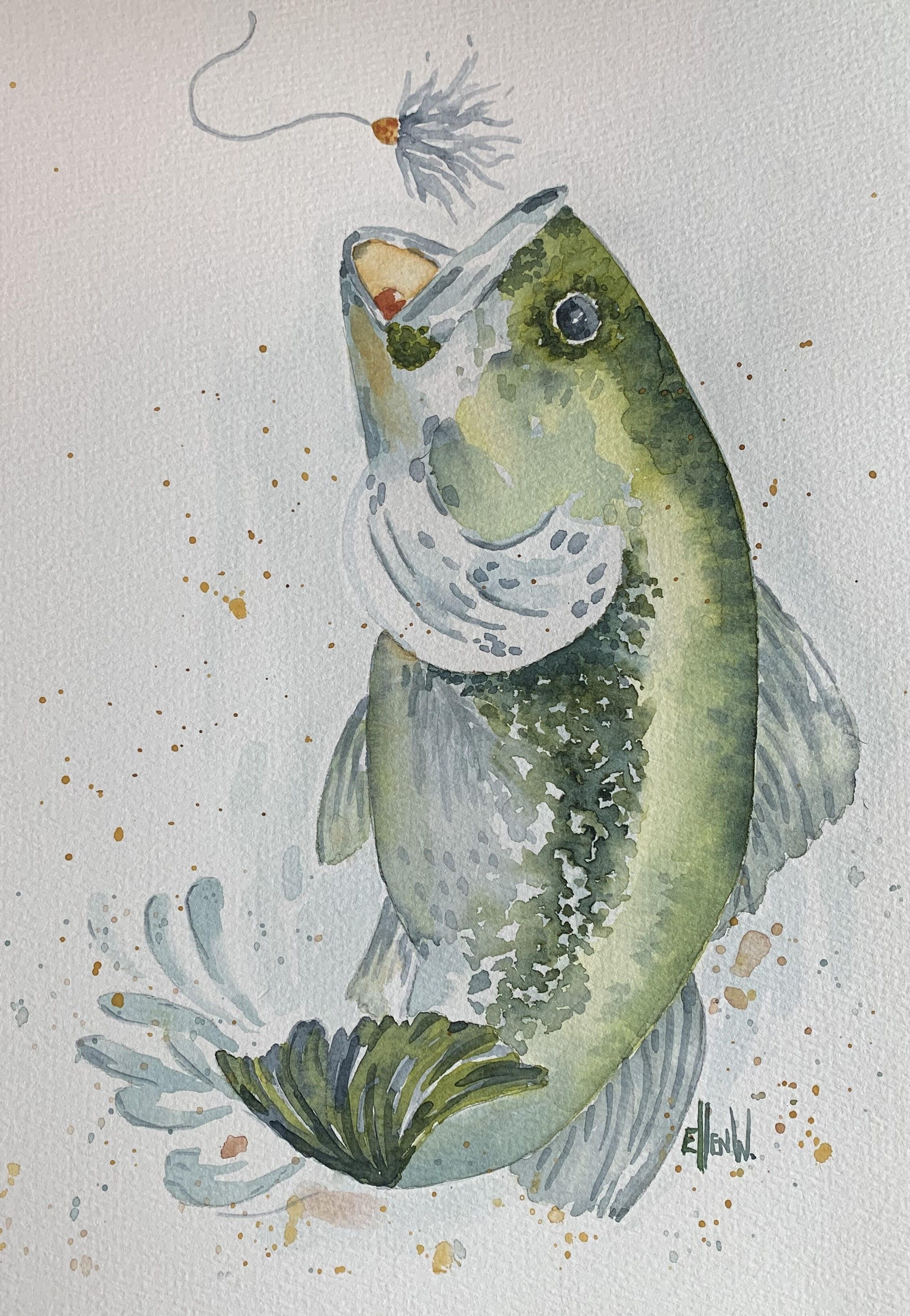 A large mouth bass is rising out of the water jumping to catch a fuzzy fishing bait. Its silvery and greenish body is in a c-shaped curve with its tail splashing the water.
