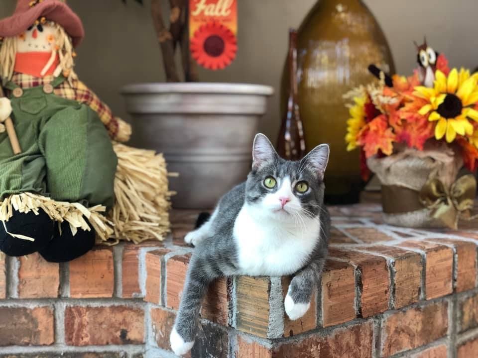 #1 Baby Cat