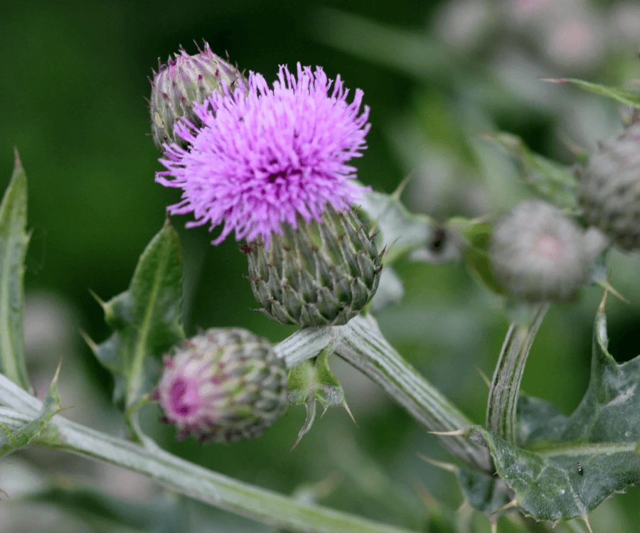 Canada Thistle