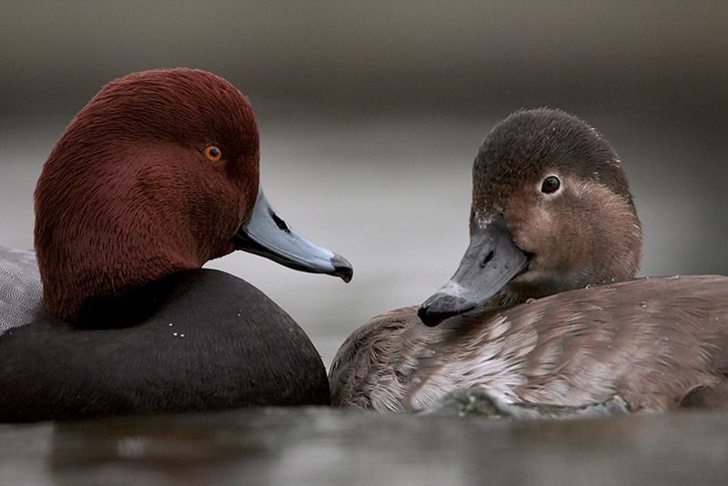 Redhead Diver Duck (Aythya americana) - Life History and More