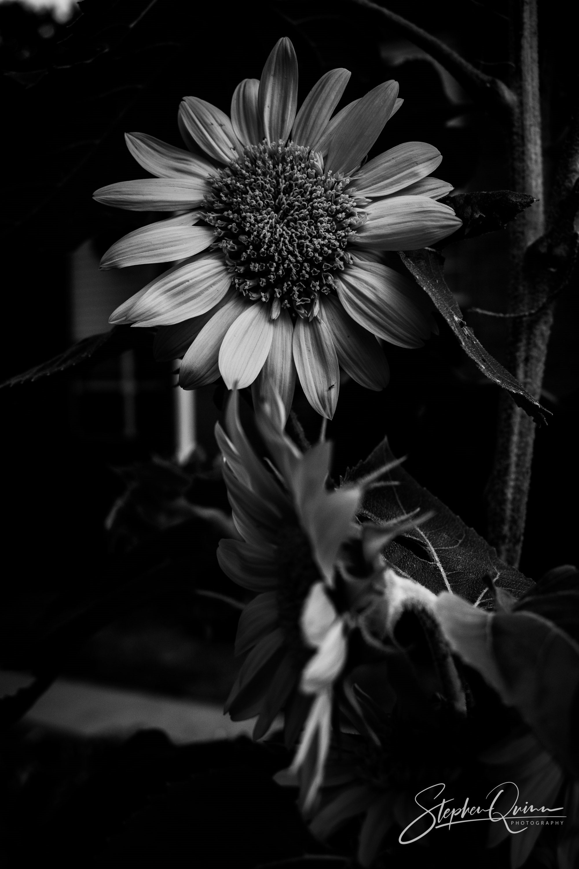 #A15 - "Sunflower" by Stephen Quinn (18+ Amateur)