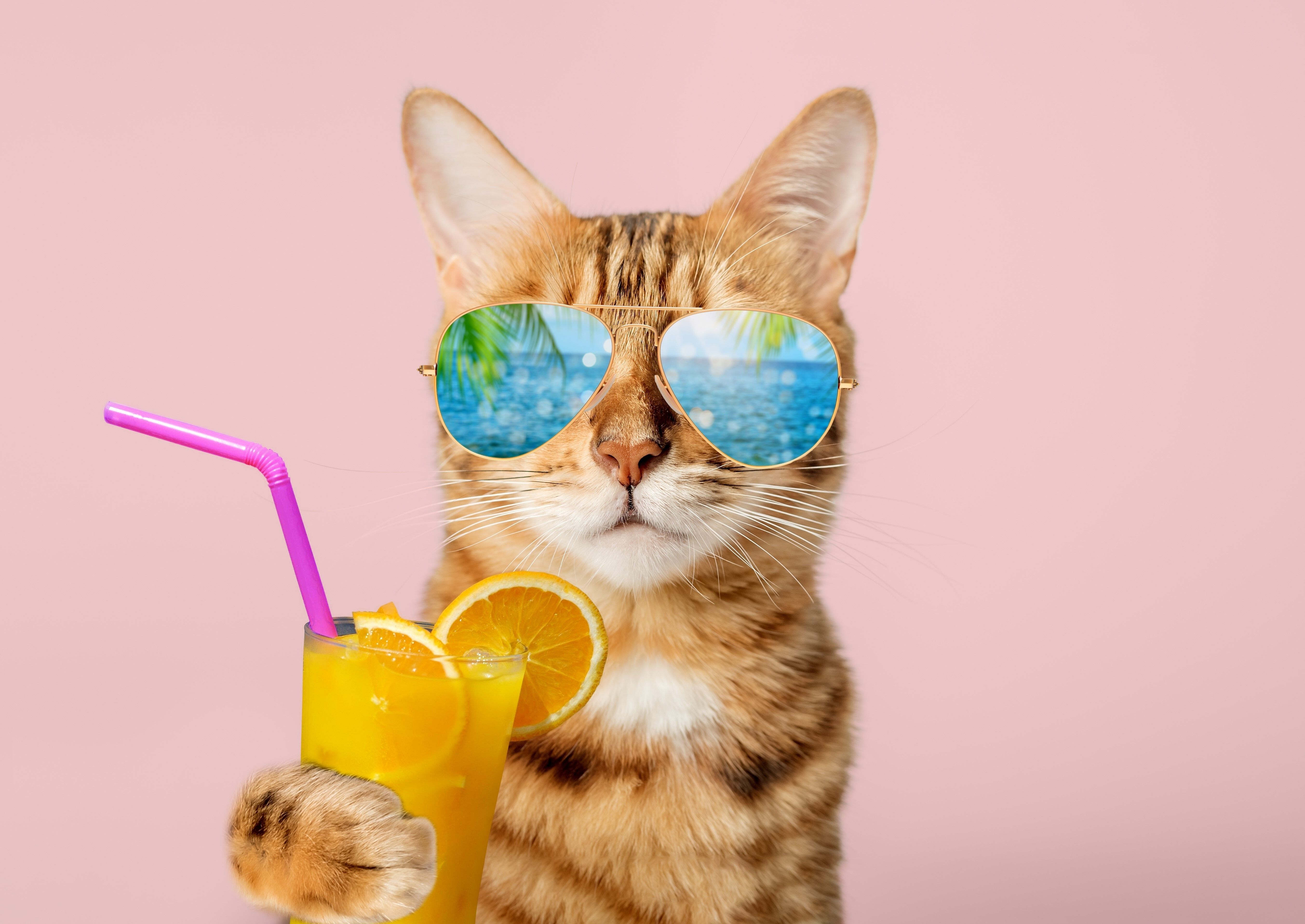 Hot Days, Cool Cats - and 2 Great Deals!