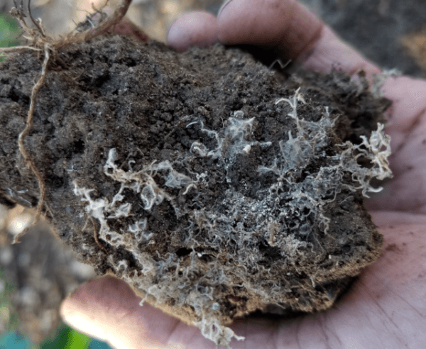 Mycorrhizae form a fuzzy layer over plant roots. This is a good thing to find in your garden!