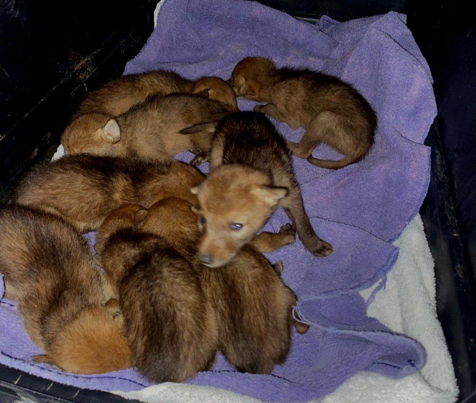 Eight tiny infant coyotes snuggled together in a transfer crate during their rescue on a soft, fluffy blue towel.
