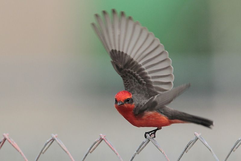 Vermilion Flycatcher