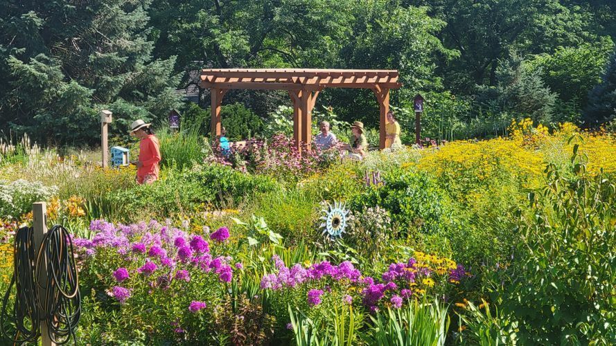 A garden with purple phlox, yellow black-eyed Susans, lots of green foliate and a wooden pergola with people in the background. 