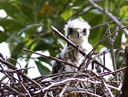 Cooper's Hawk (chick)