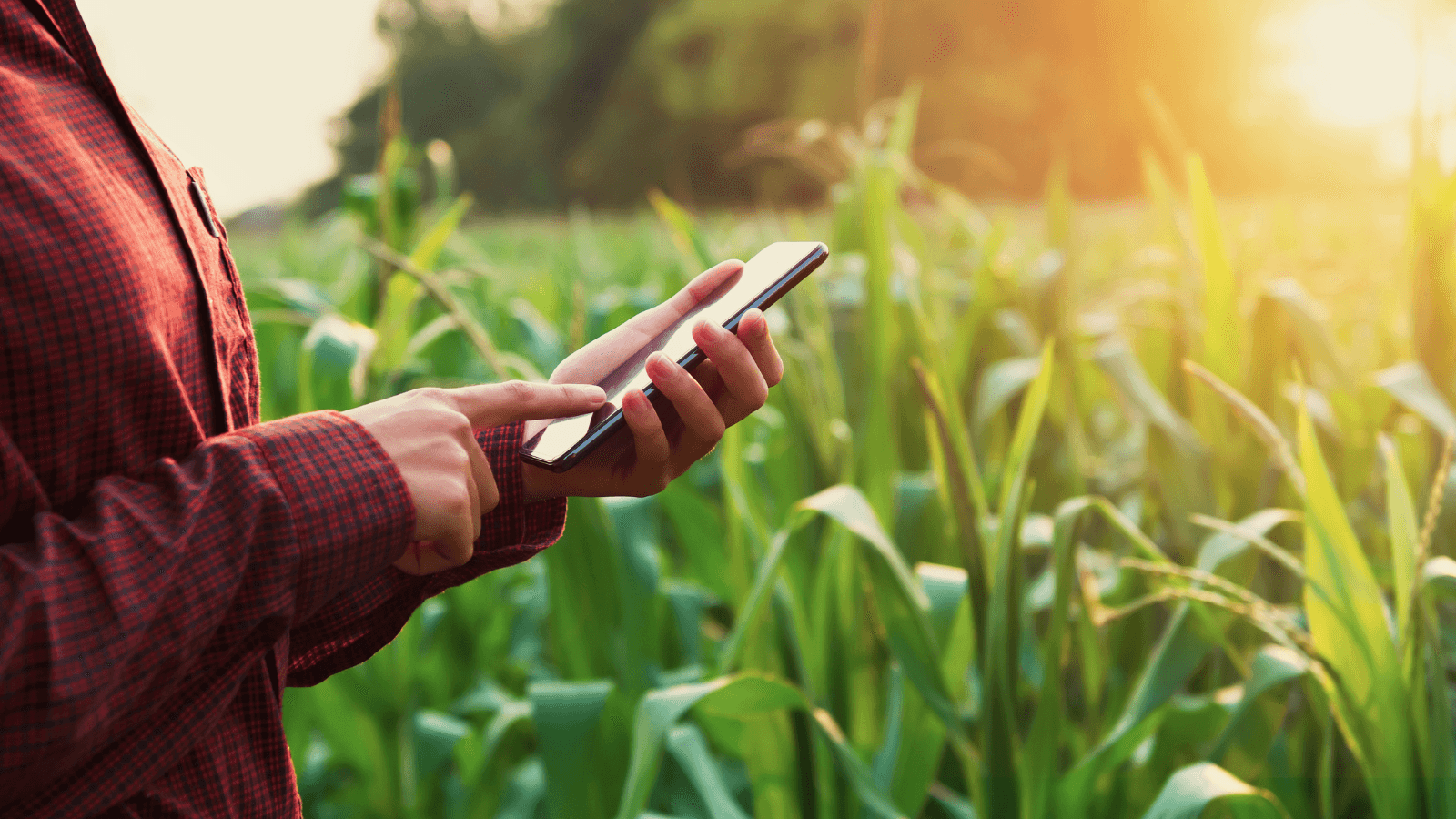 Man holding smart phone in front of corn field
