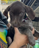 Ellie - ADOPTED