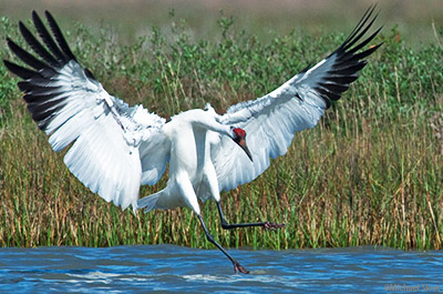 Crane VIP and Safari Experience Test